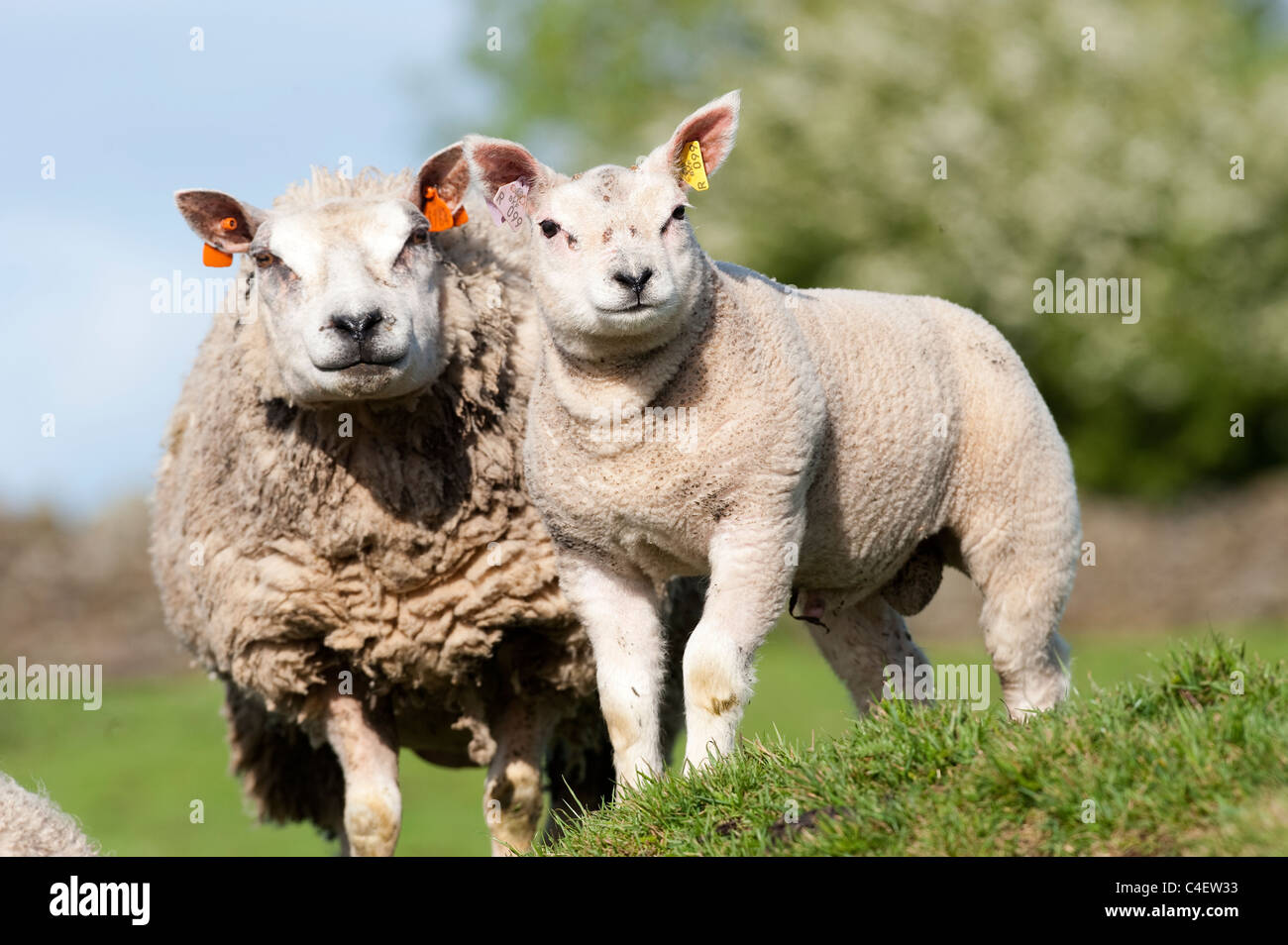 Beltex ewe with lamb Stock Photo - Alamy