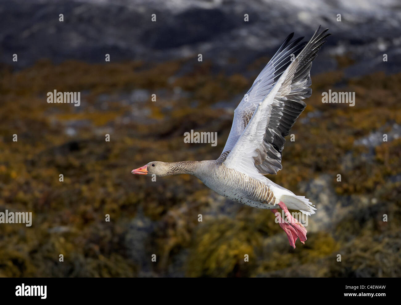 Graylag Goose, Greylag Goose (Anser anser), adult in flight. Norway. Stock Photo