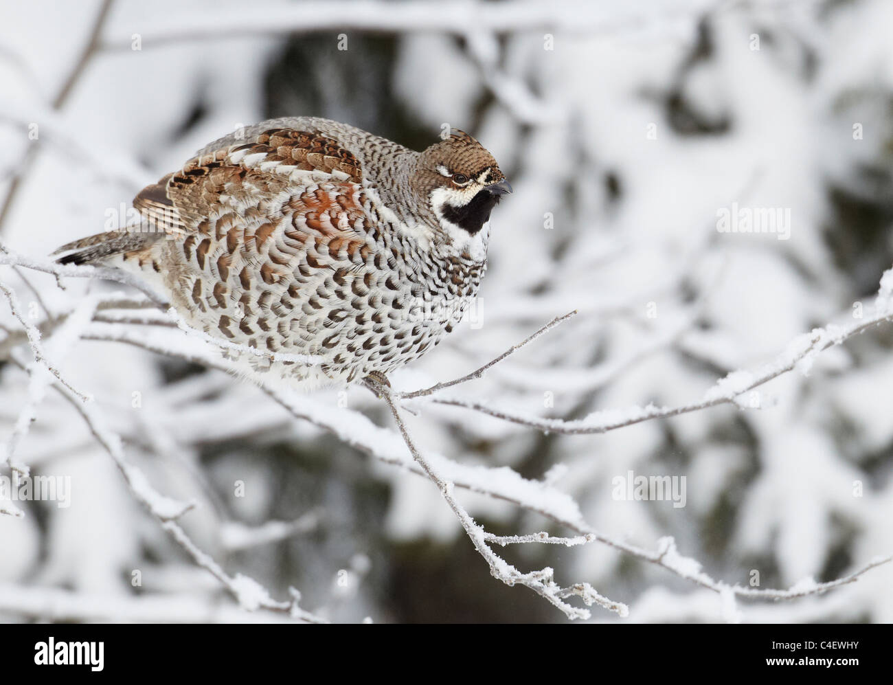 Hazel Grouse (Tetrastes bonasia, Bonasa bonasia), adult perched on a snowy twig. Finland. Stock Photo
