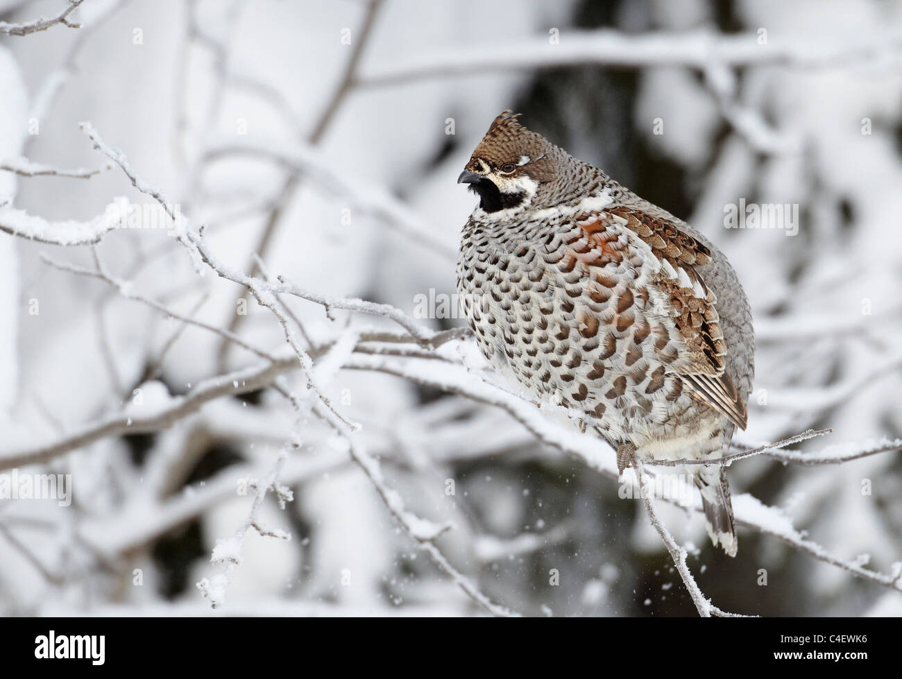 How to cook hazel grouse How to cook hazel grouse