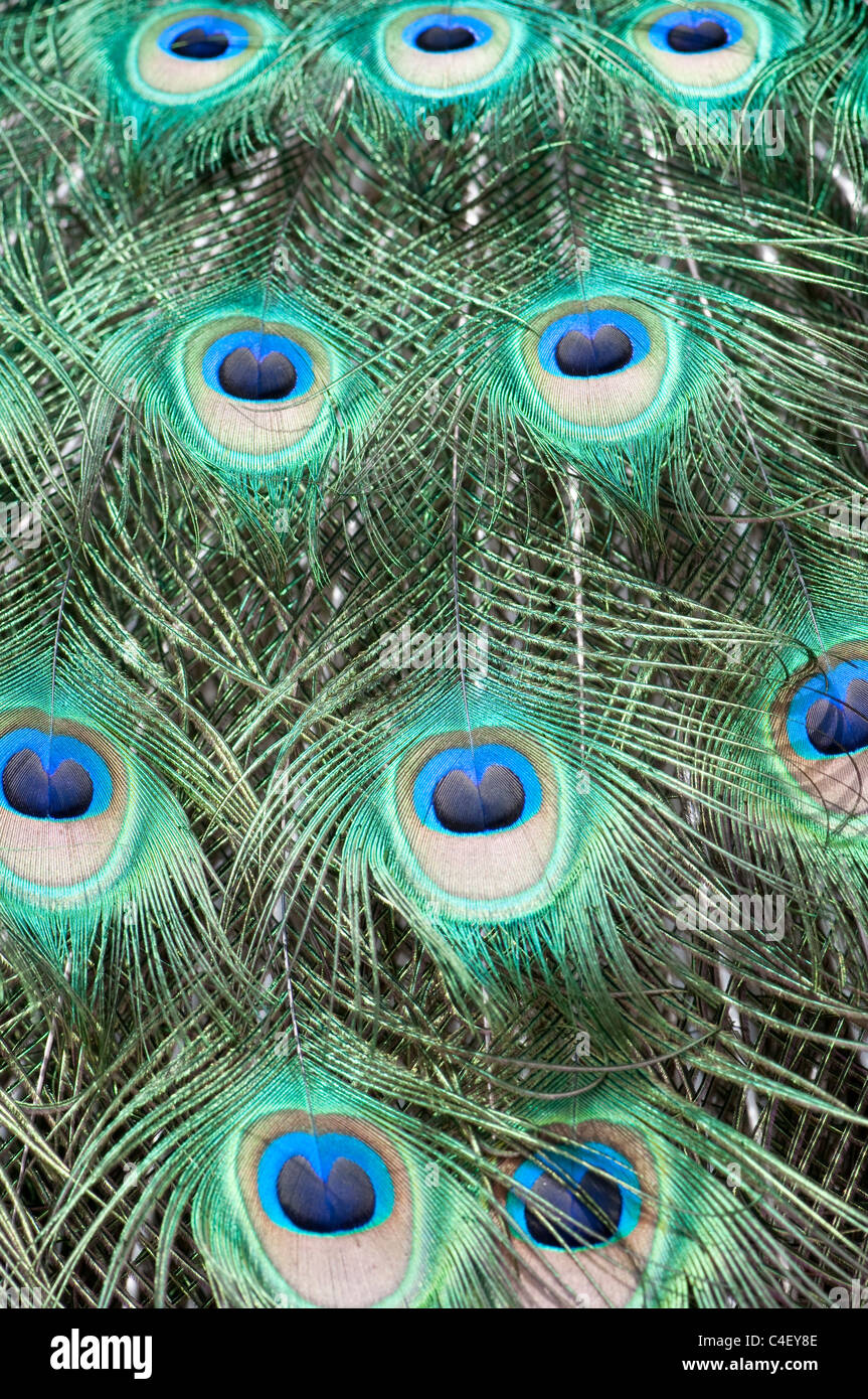 Close-up detail of peacock feathers on a bird in full display Stock ...