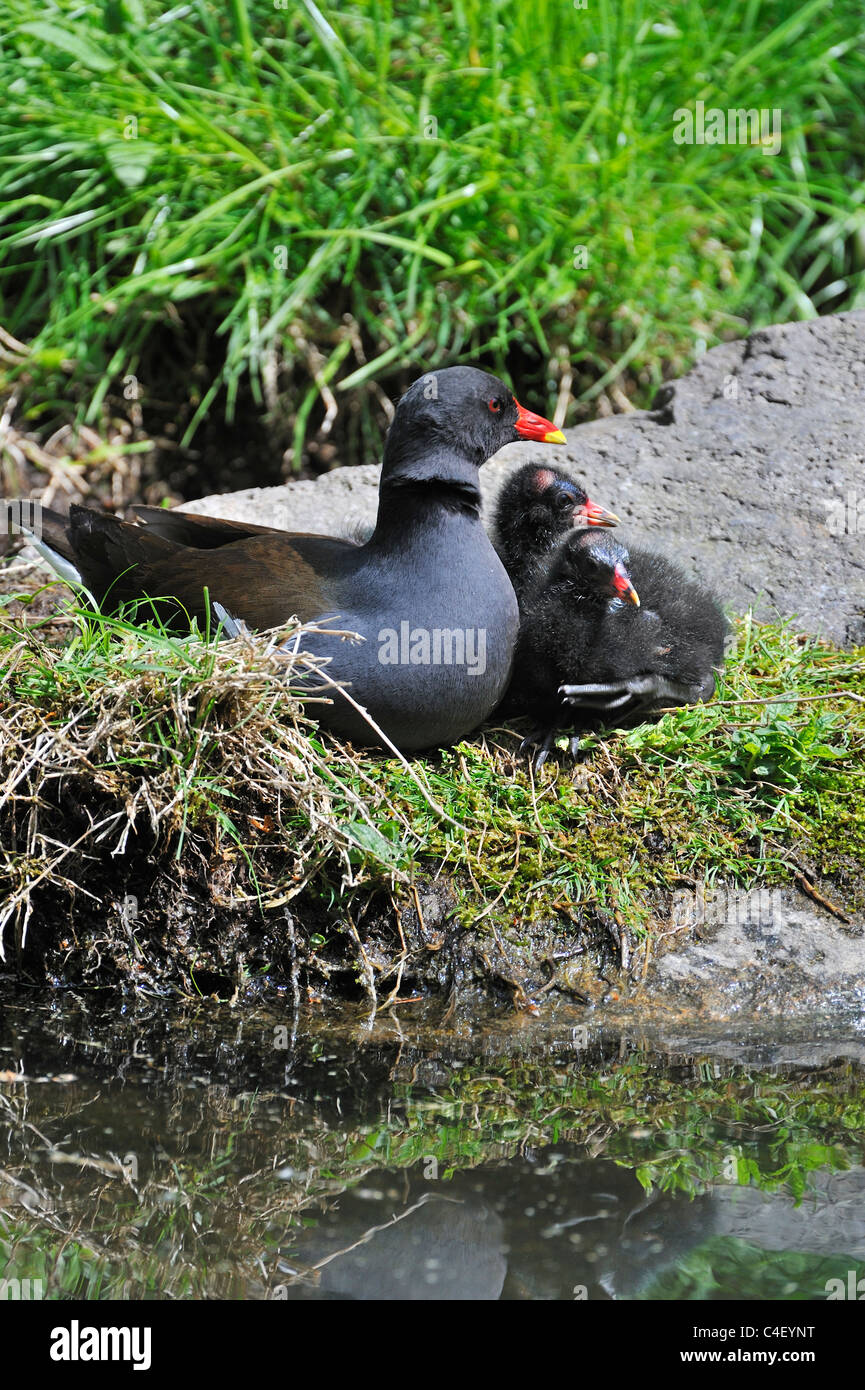 Common Moorhen / Common Gallinule (Gallinula chloropus) with two chicks resting on pond bank Stock Photo