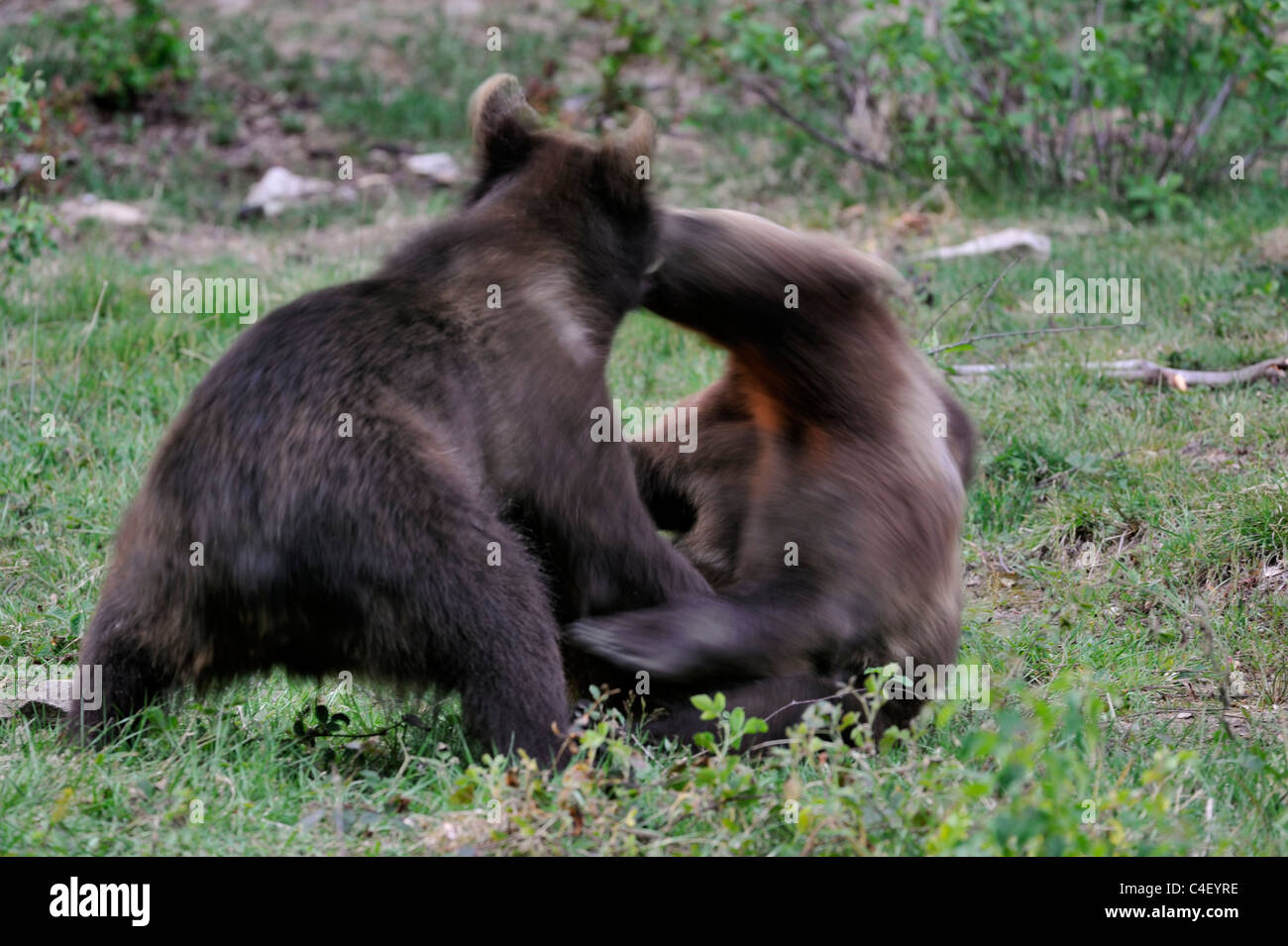 Two young Eurasian brown bears (Ursus arctos) fighting, Bavarian Forest National Park, Germany Stock Photo