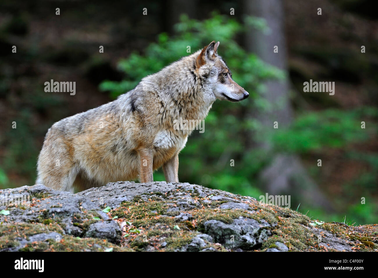 European Grey Wolf (Canis lupus) on the lookout scanning woodland from rock, Bavarian forest, Germany Stock Photo