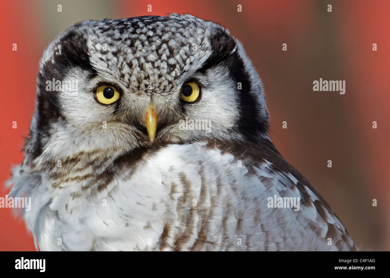 Northern Hawk Owl (Surnia ulula), portrait of adult. Finland. Stock Photo