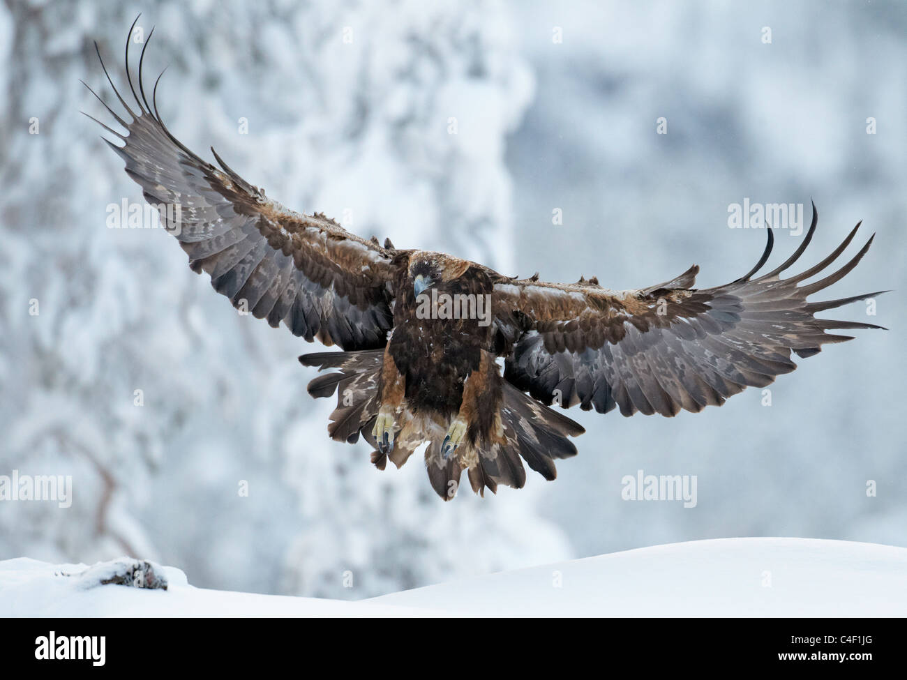 Golden Eagle Predator Bird Flying Aquila Chrysaetos Wildlife