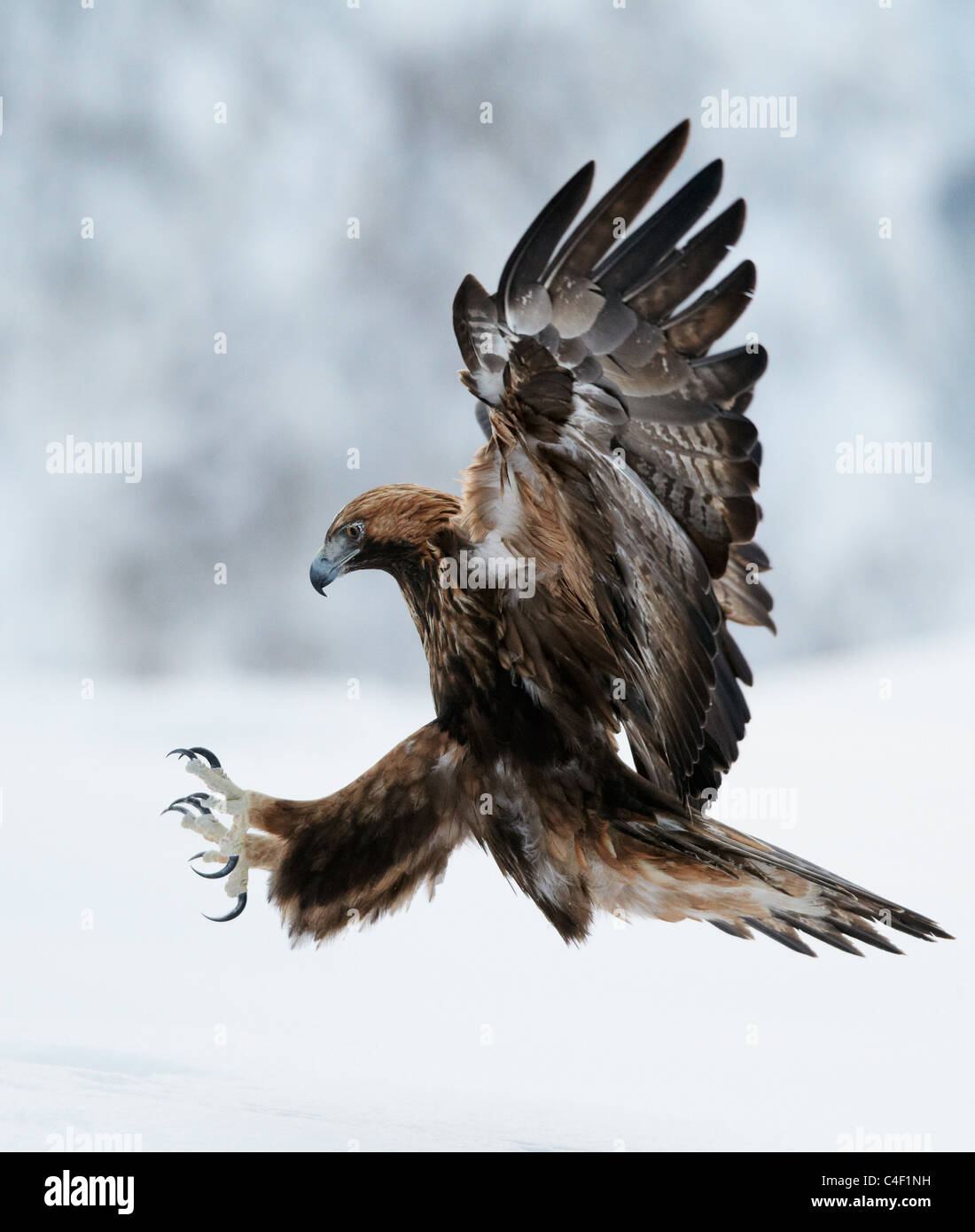 Golden Eagle (Aquila chrysaetos), adult in landing approach to snow. Finland. Stock Photo