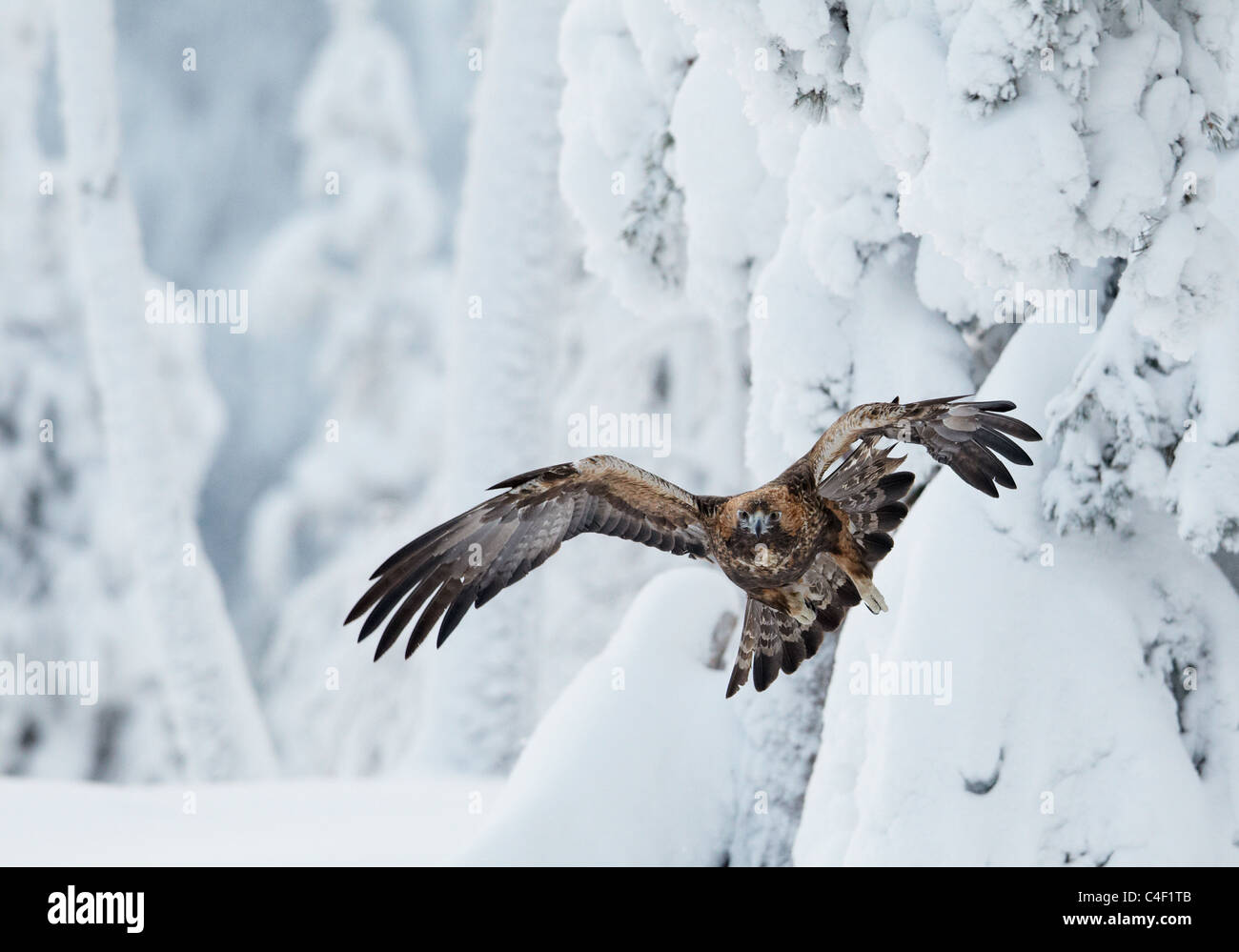 Golden Eagle (Aquila chrysaetos), adult in flight in front of snowy conifers. Finland. Stock Photo