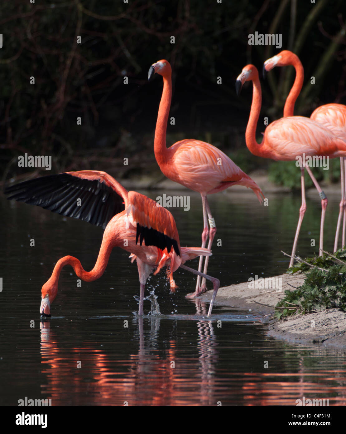 Flamingoes entering water to drink Stock Photo