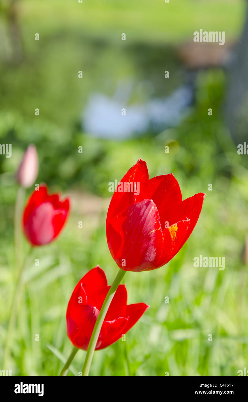 Red tulips on blurred green garden background Stock Photo - Alamy