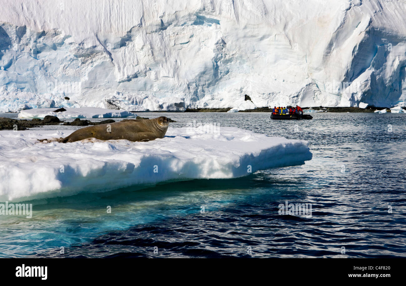 Weddell Seal (Leptonychotes weddellii) and tourist filled Zodiac boat, Antarctica. Stock Photo