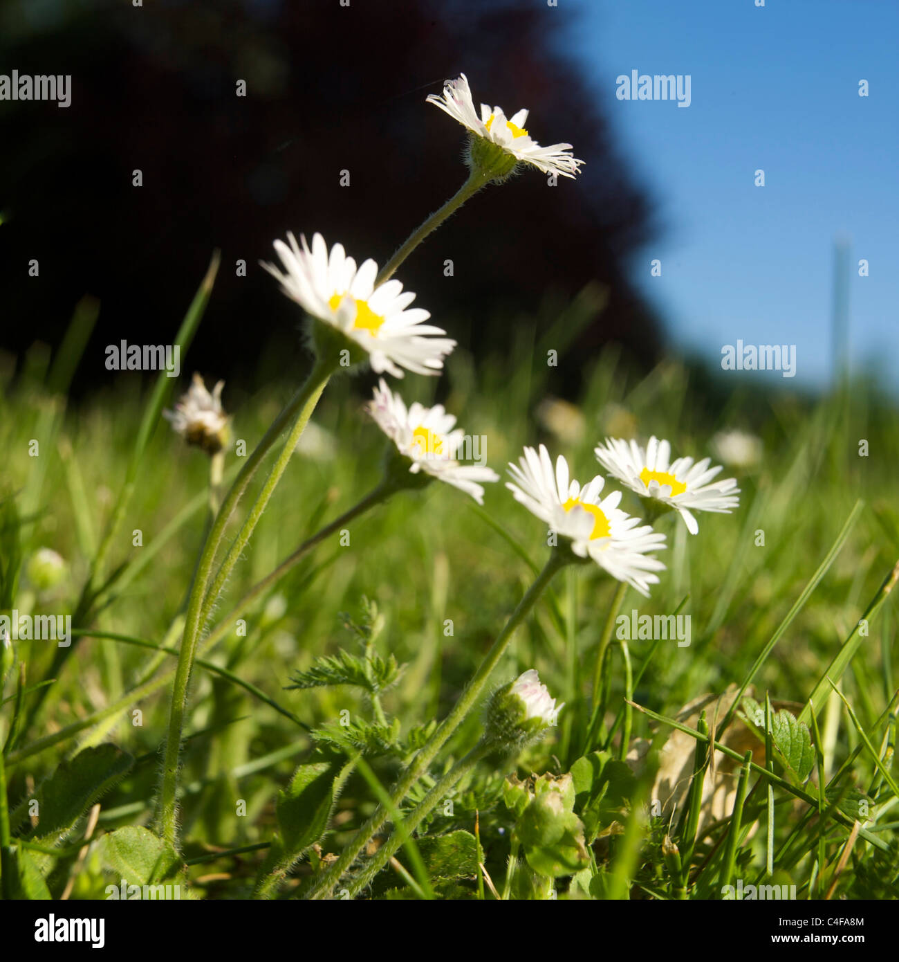 Daisies blooming in a lush green field on a sunny day during springtime ...