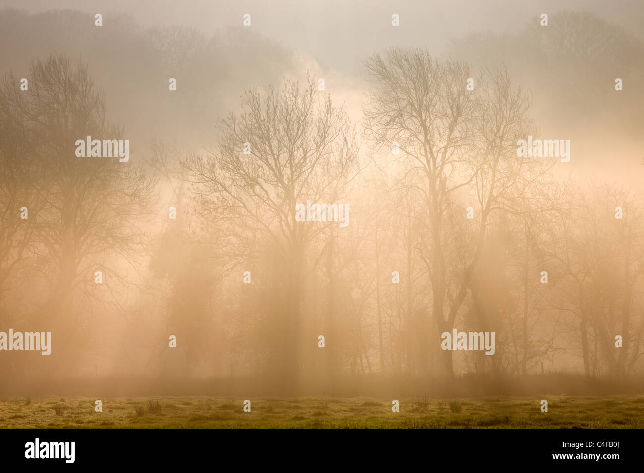 Mist and early morning sunlight shine through deciduous trees in the hedgerow of a rural field, Okehampton, Devon. Stock Photo