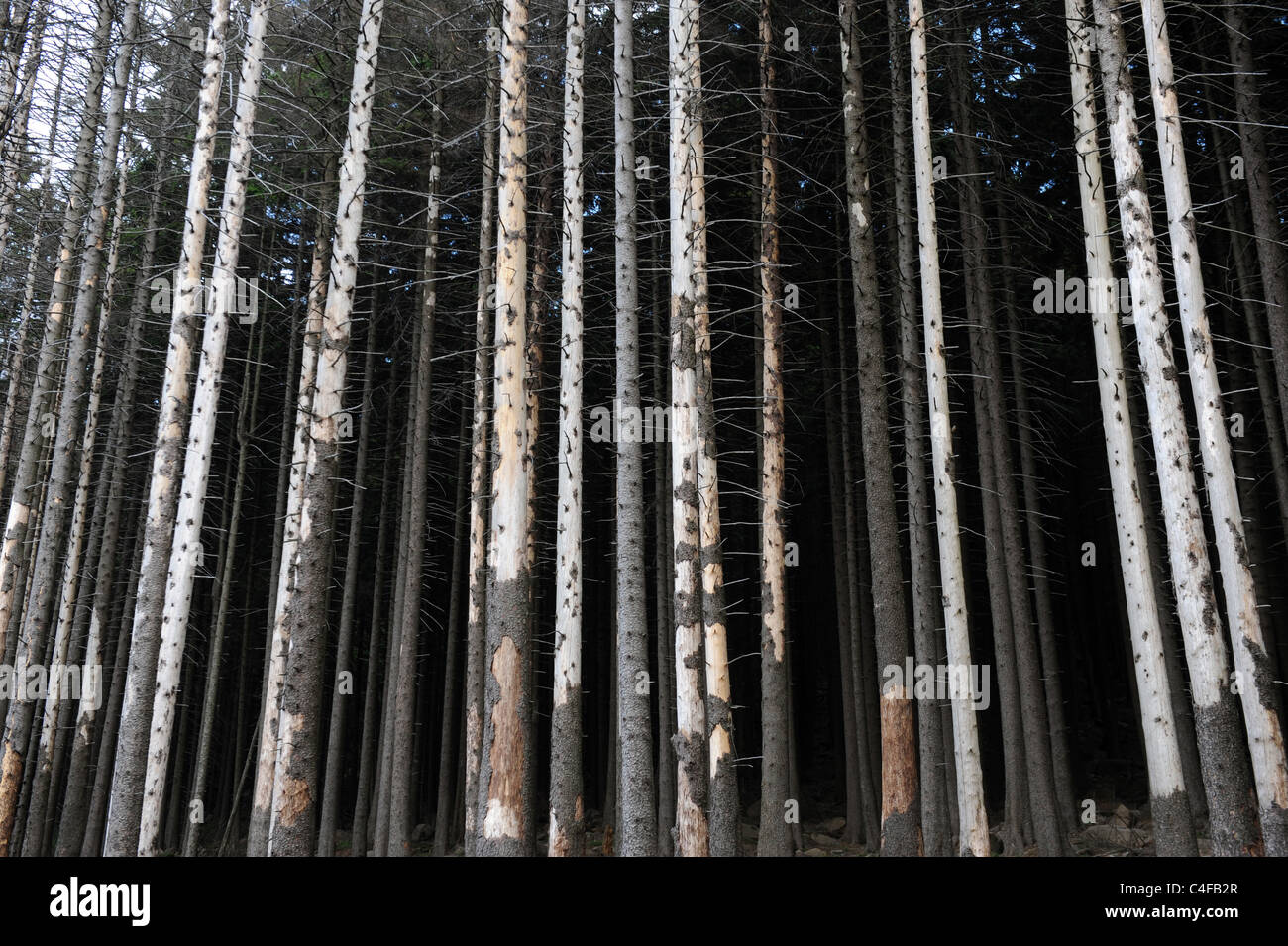 Spruce trees killed by bark beetle in Harz National Park Germany Stock Photo