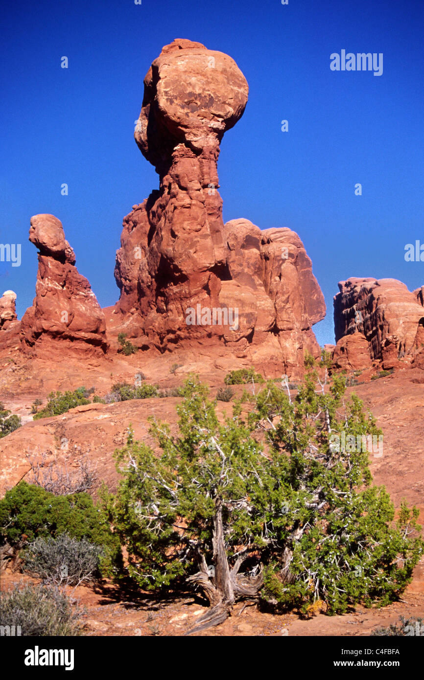 Rock formations with Pinyon Pine.Arches National Park, Utah.. Stock Photo