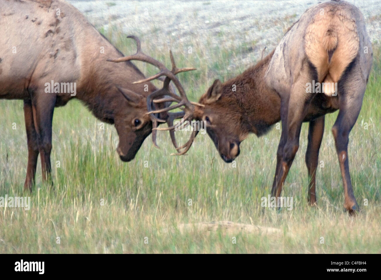 Elk Mating High Resolution Stock Photography and Images Alamy
