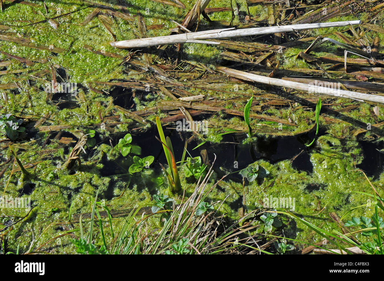Algae growing on water in drainage ditch. Stock Photo