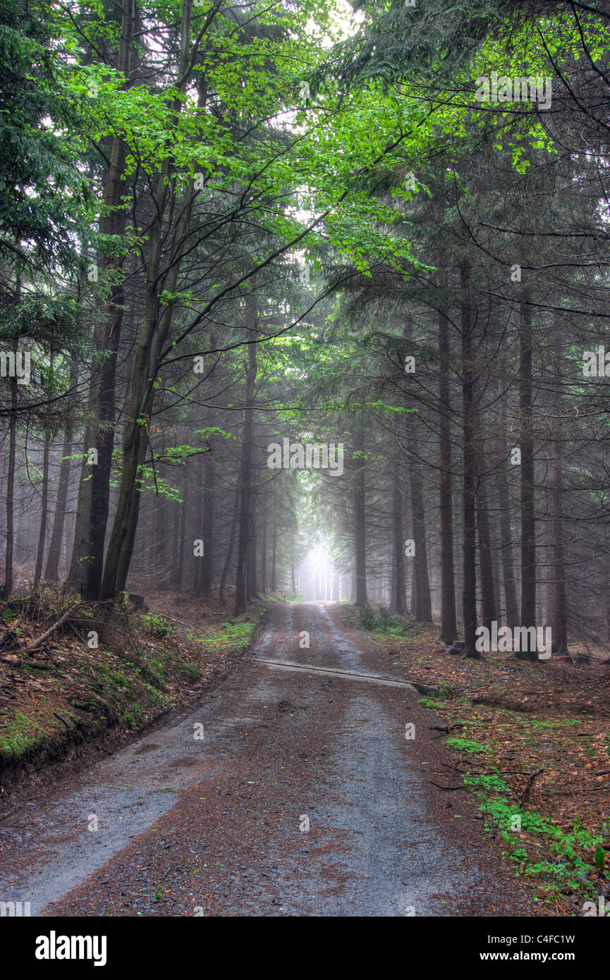 Image of the coniferous forest early in the morning - early morning fog ...