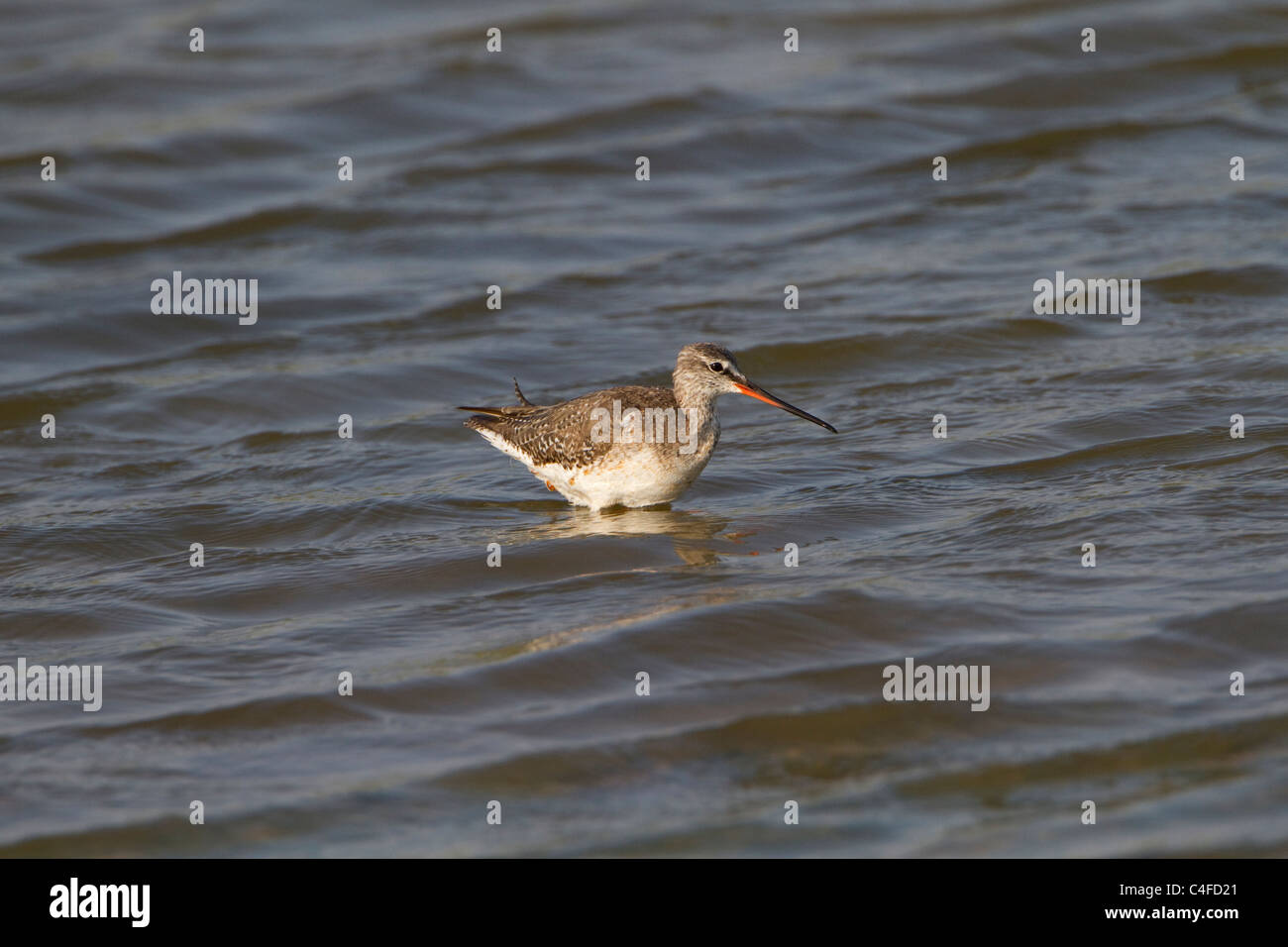 Spotted Redshank (Tringa erythropus) Stock Photo