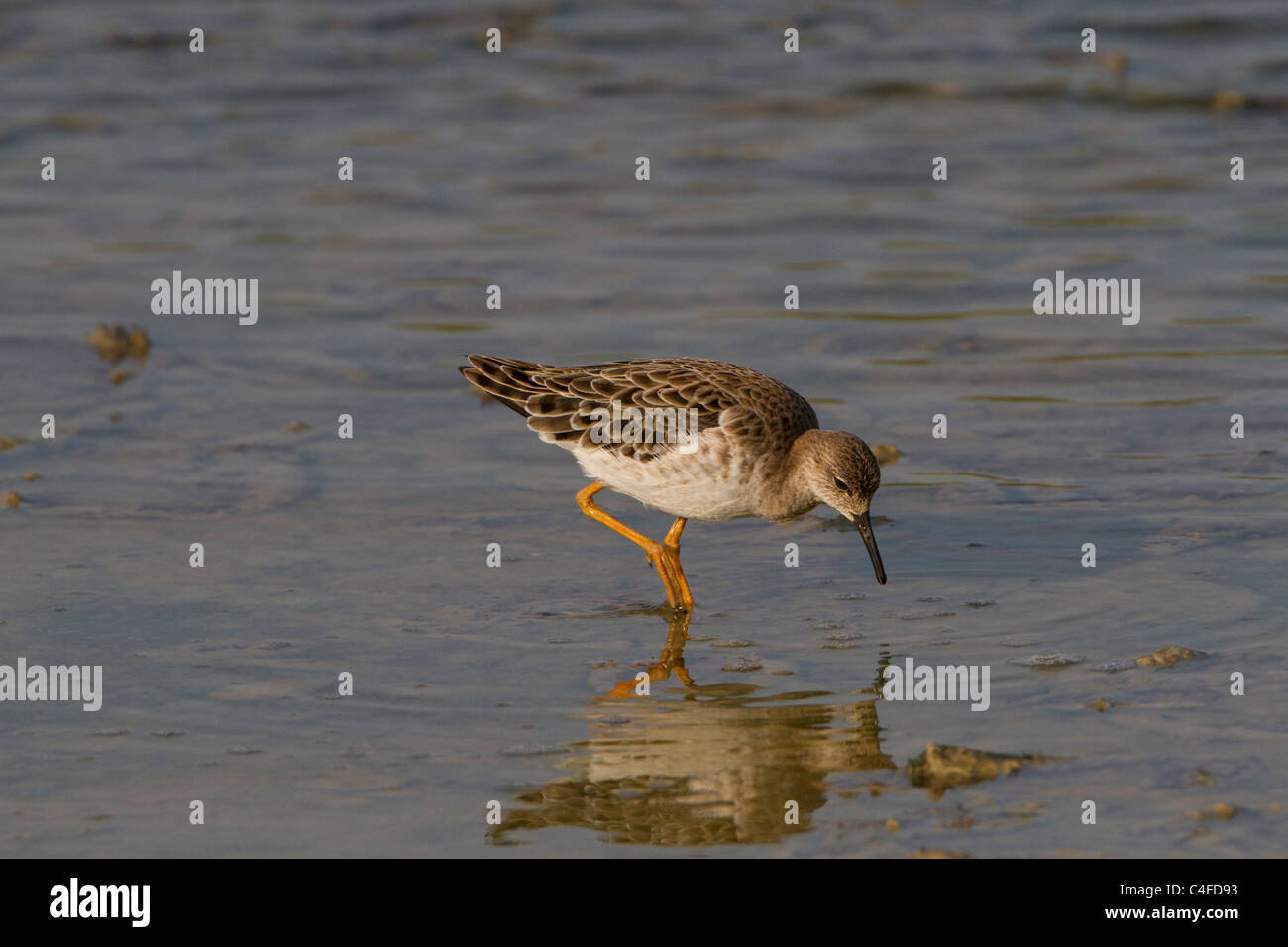 Ruff  (Philomachus pugnax) feeding none breeding plumage Stock Photo