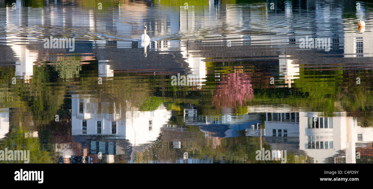 Swan and reflections of house at Newton Ferrers, South Hams, Devon, England. Spring (May) 2010. Stock Photo