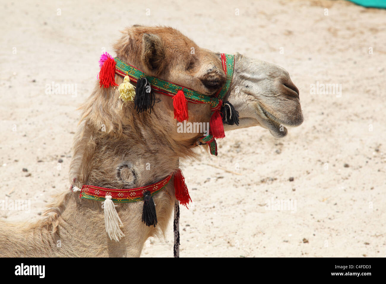 Portrait of a camel on the beach in Dubai Stock Photo