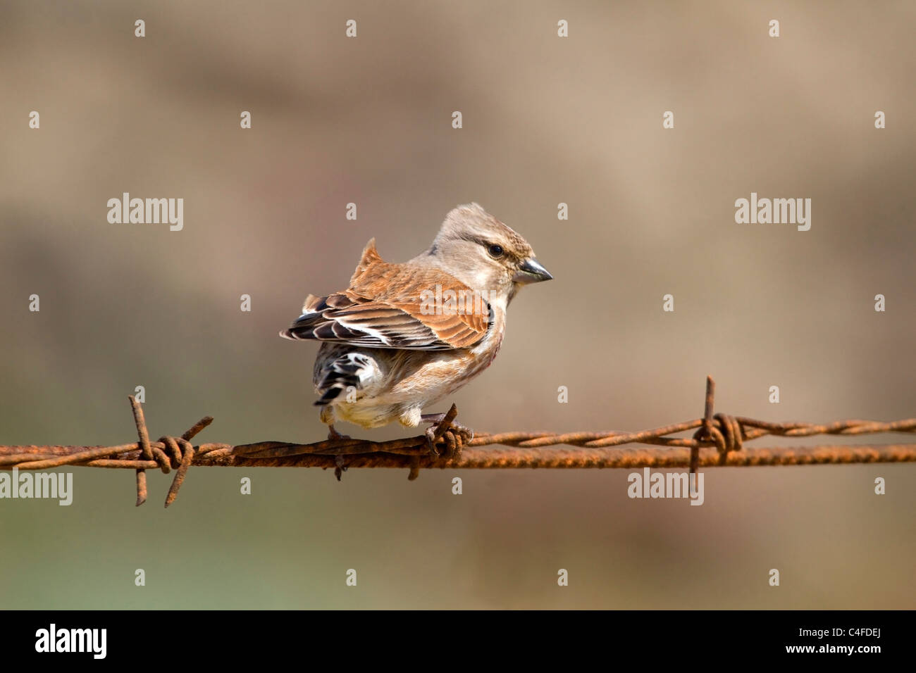 Female (Common) Linnet (Carduelis cannabina) perching on barbed wire Stock Photo