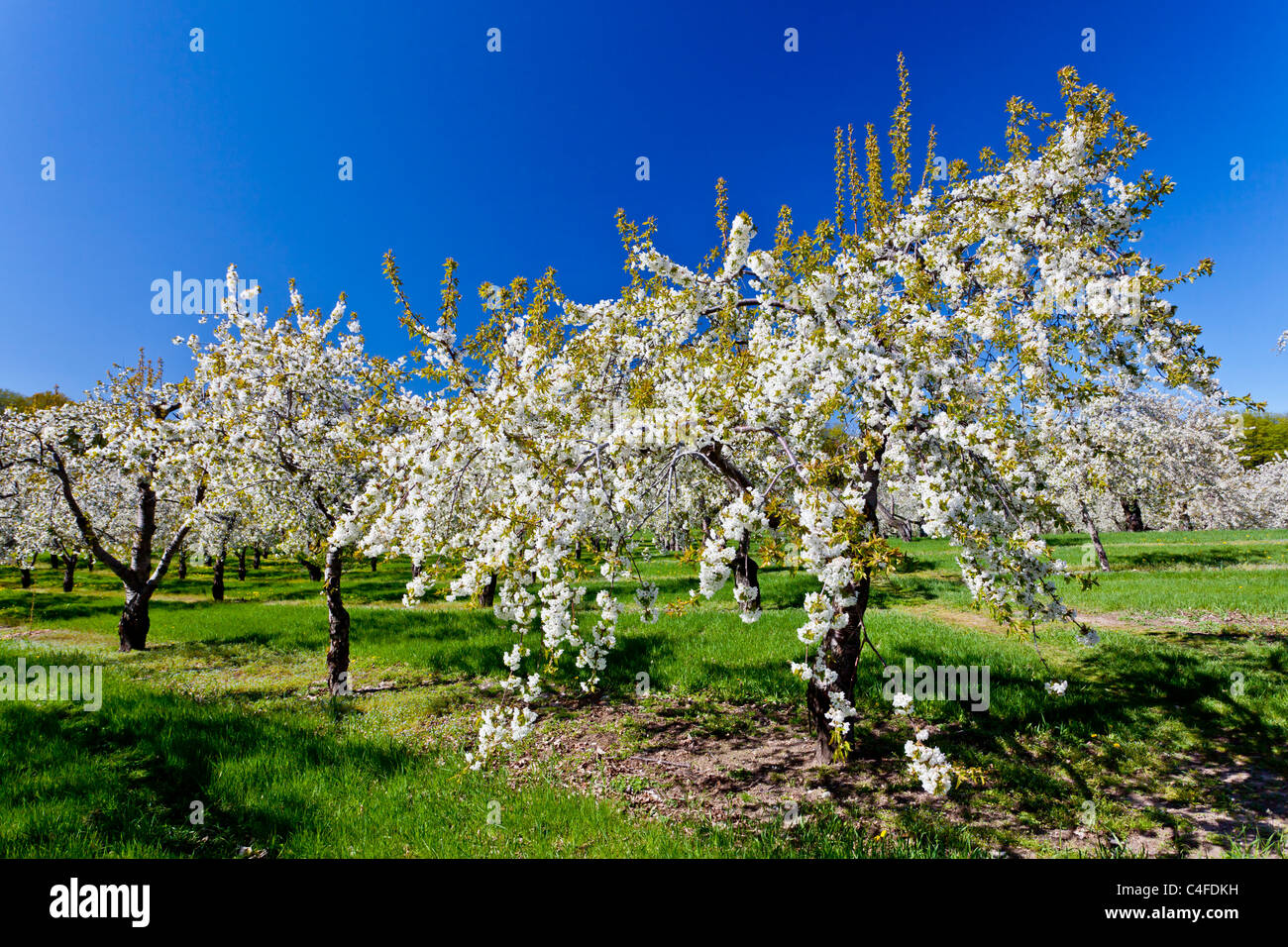 Cherry trees in bloom on the Old Mission Peninsula near Traverse City, Michigan, USA. Stock Photo