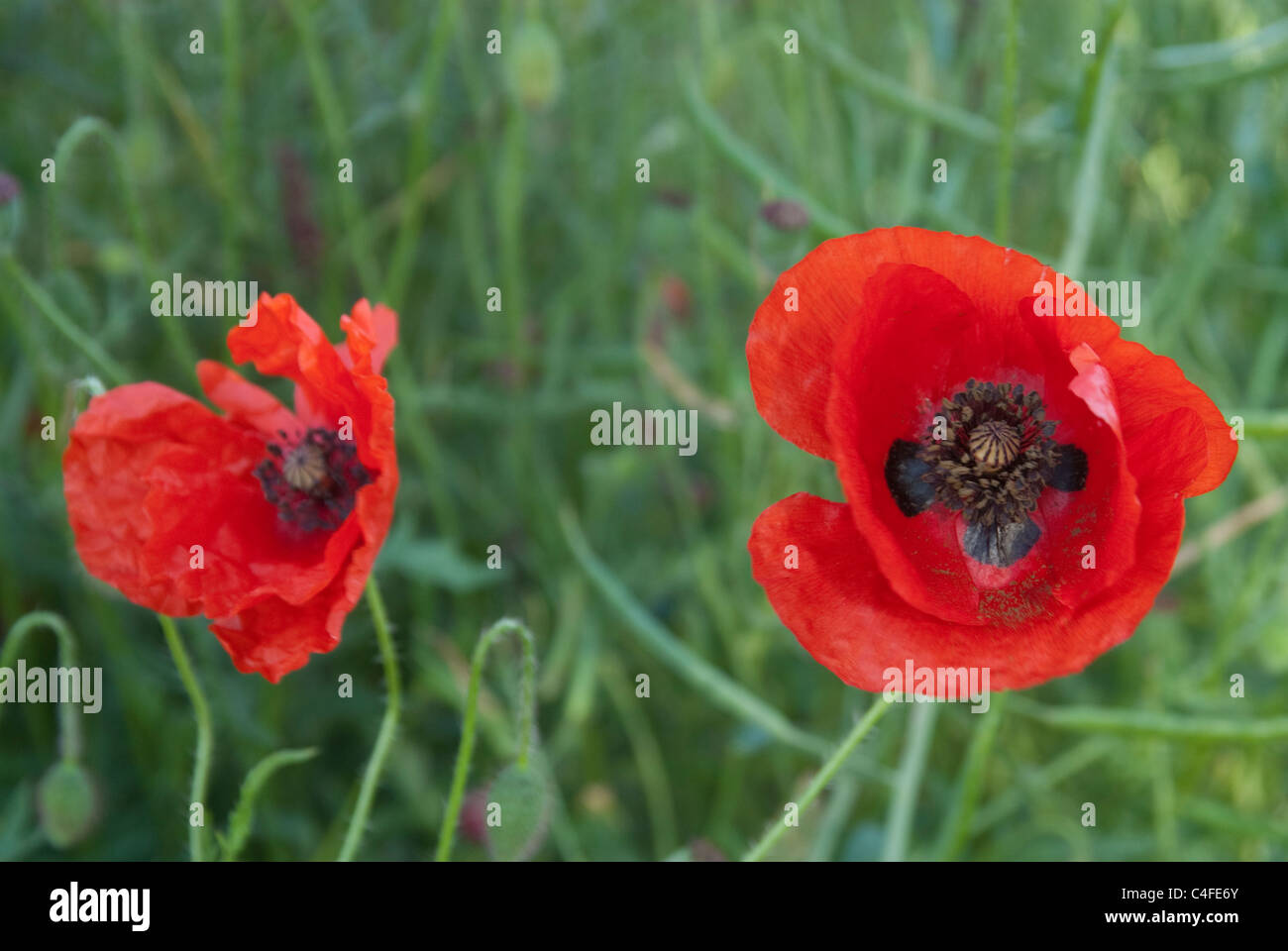Red poppies black field hi-res stock photography and images - Alamy