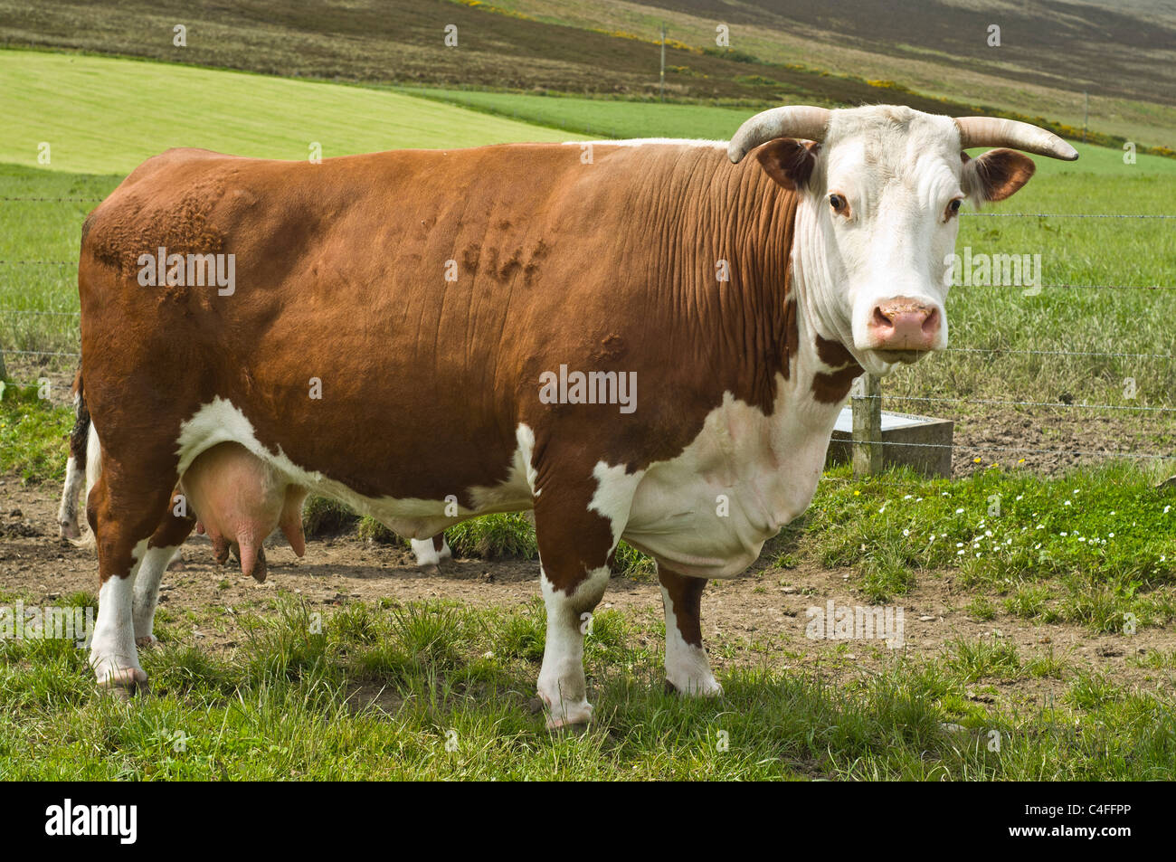 dh Hereford cow COW UK Horned brown white beef cow british agricultural farm cows animal Stock Photo