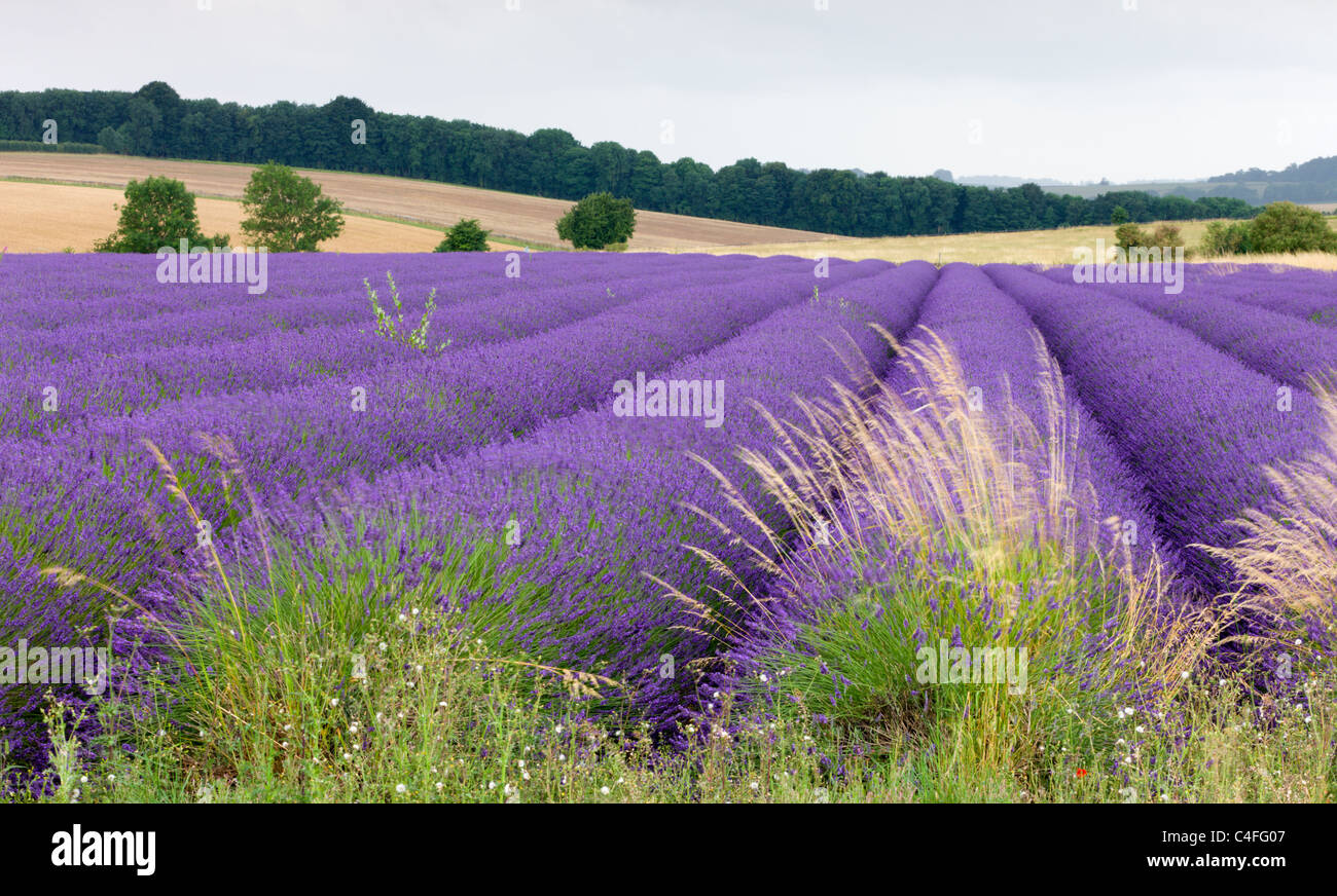 Lavender field the Cotswolds in full flower, Snowshill, Gloucestershire, England. Summer (July) 2010. Stock Photo