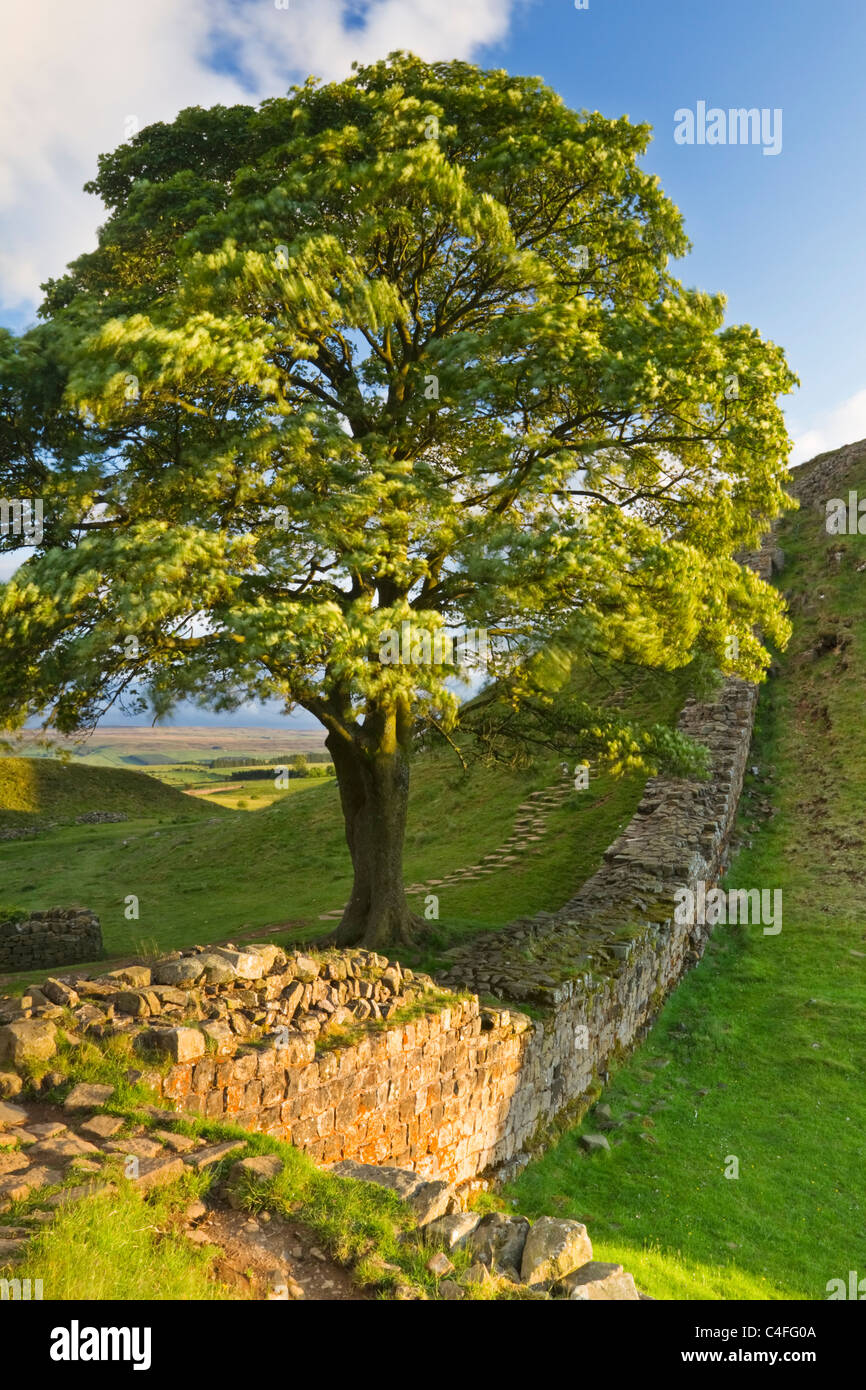 Sycamore Gap inbetween Steel Rigg and Housesteads on Hadrian's Wall, Northumberland National Park, England Stock Photo
