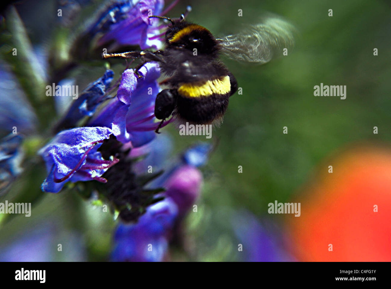 Bee insects hi-res stock photography and images - Alamy