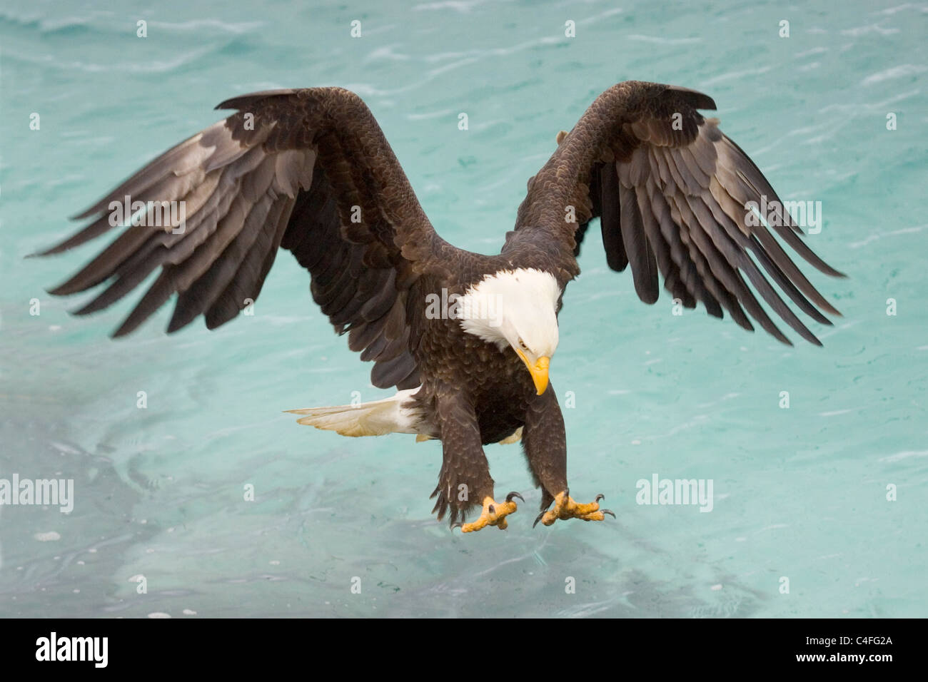 Bald eagle talons out hit hi-res stock photography and images - Alamy