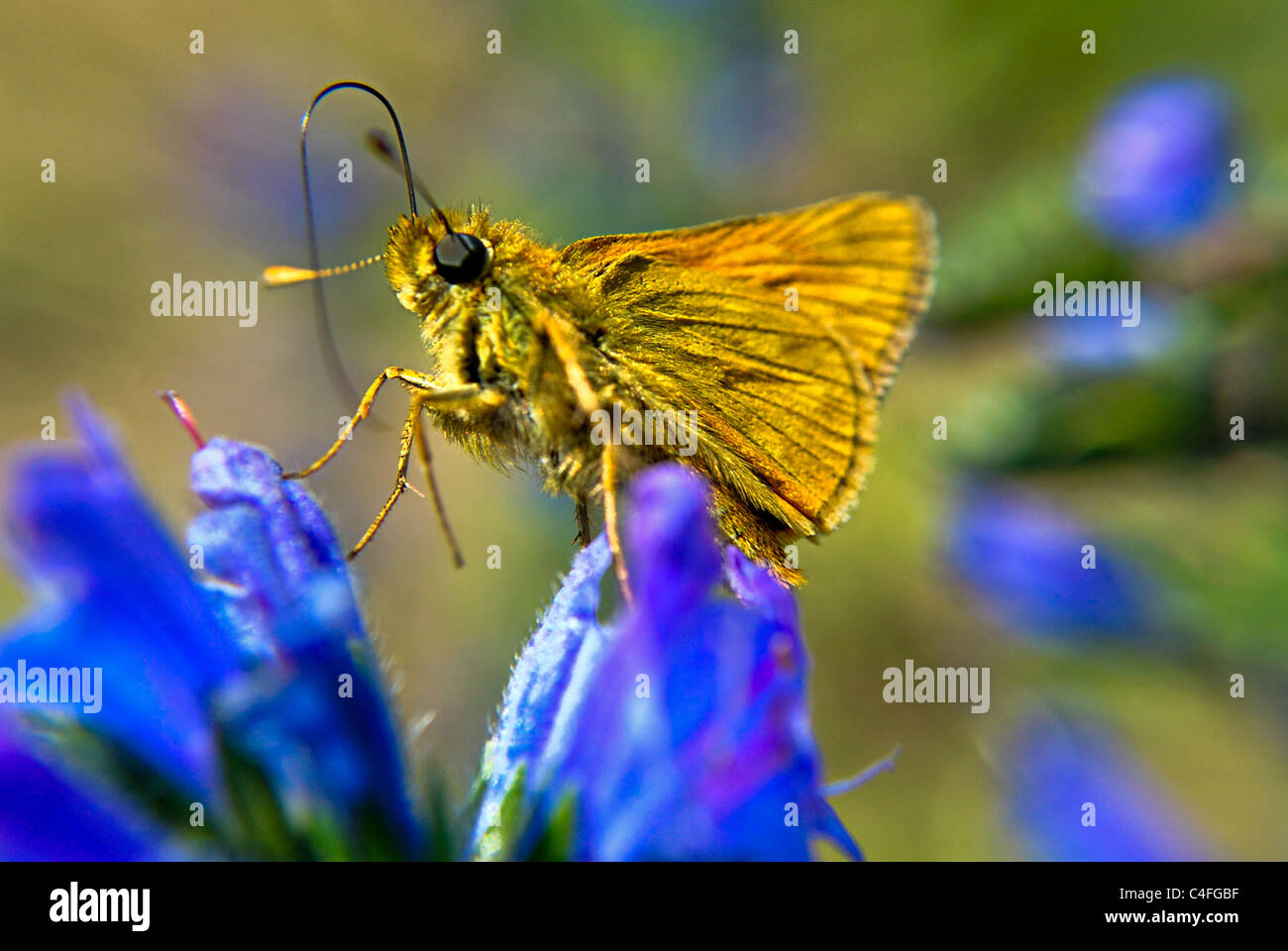 Norfolk Insects Insects nature norfolk hi-res stock photography and images - Alamy
