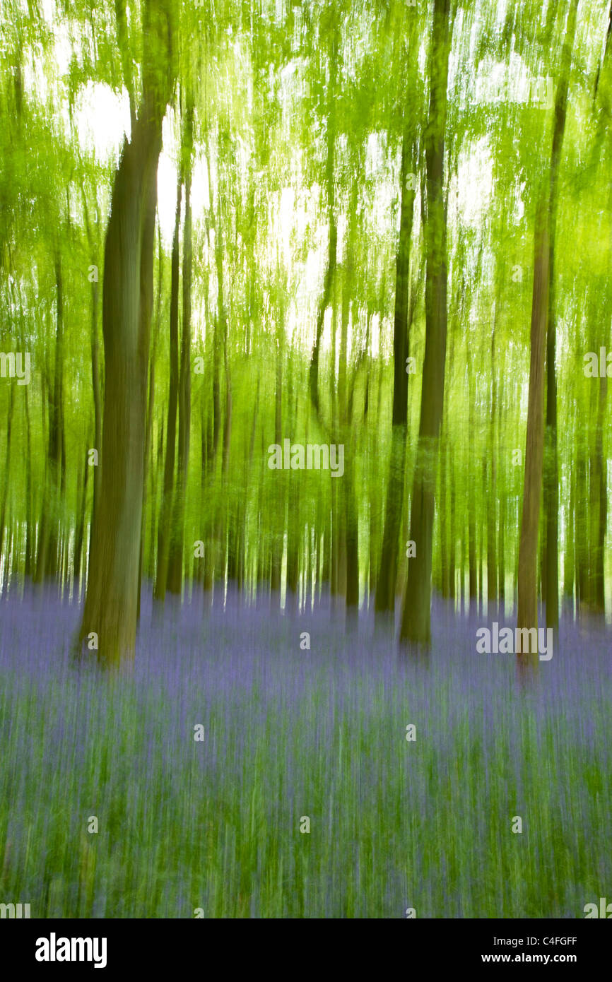 Bluebells in wood,  Hyacinthoides non-scripta, Ashridge Estate, Hertfordshire, England, UK United Kingdom, GB, Great Britain, Stock Photo