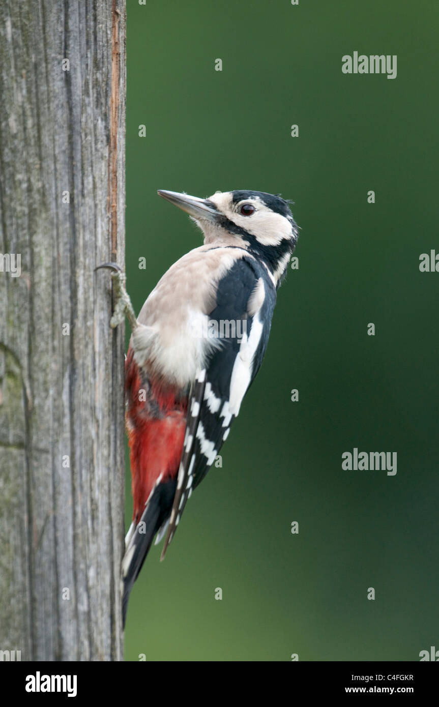 Uk woodpecker pole hi-res stock photography and images - Alamy