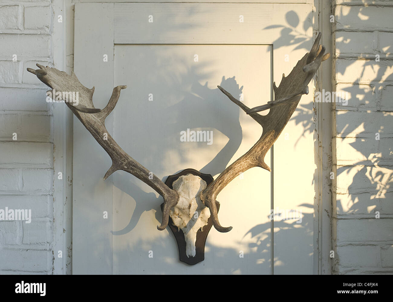 Pointed horns hires stock photography and images Alamy