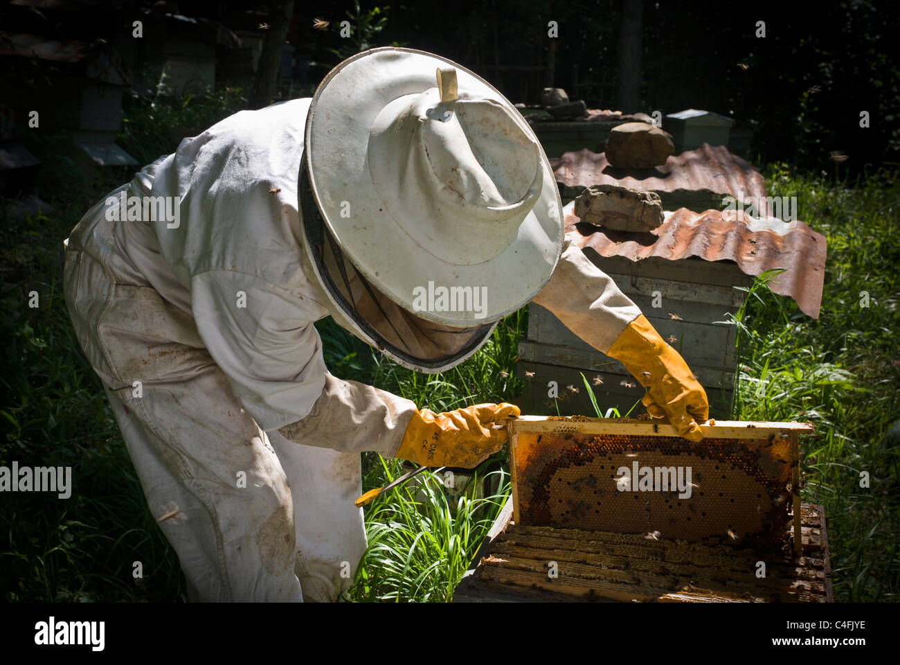 Beekeeping in a small exploitation of some twenty beehives, Anso, Huesca, Spain, Europe. Stock Photo