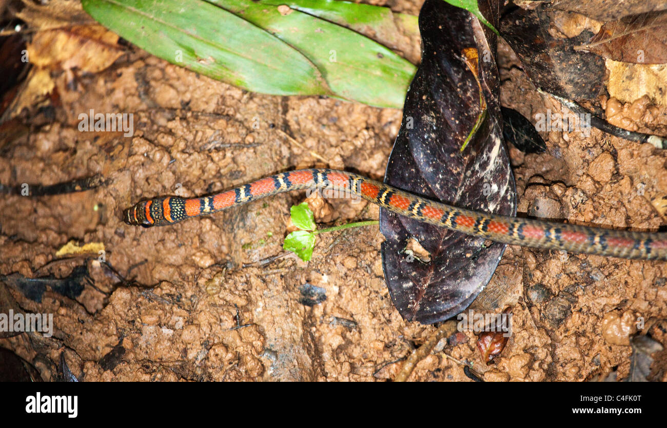 Twin Barred Tree Snake ( Chrysopelea pelias ) Stock Photo