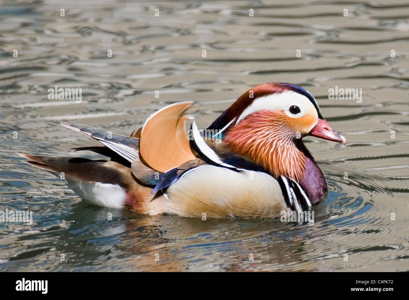 Mandarin duck male aix galericulata irvine hires stock photography and