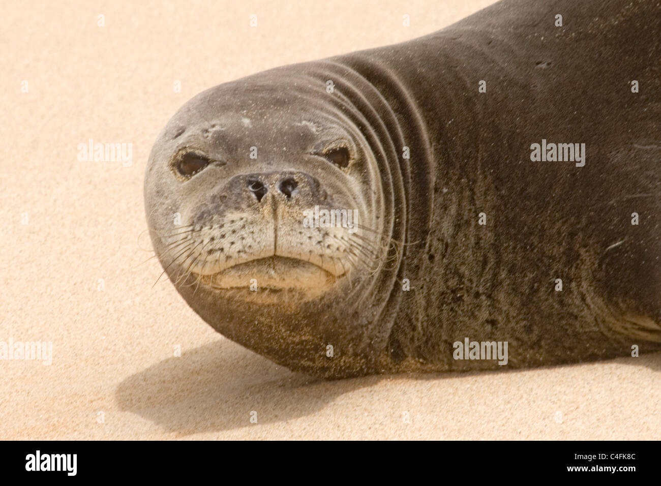 Hawaiian Mork Seal on the beach - closeup - only about 1500 left in the world.(Monachus schauinslandi).Kauai, Hawaii Stock Photo