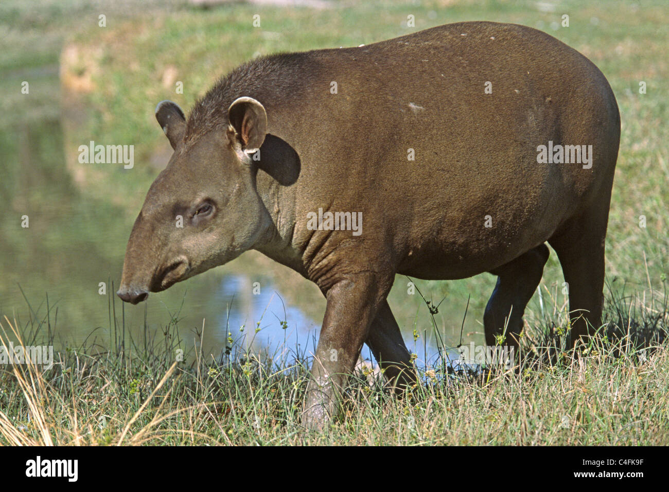 Brazilian Tapir (captive).(Tapirus trerrestris).Pantanal, Brazil Stock Photo