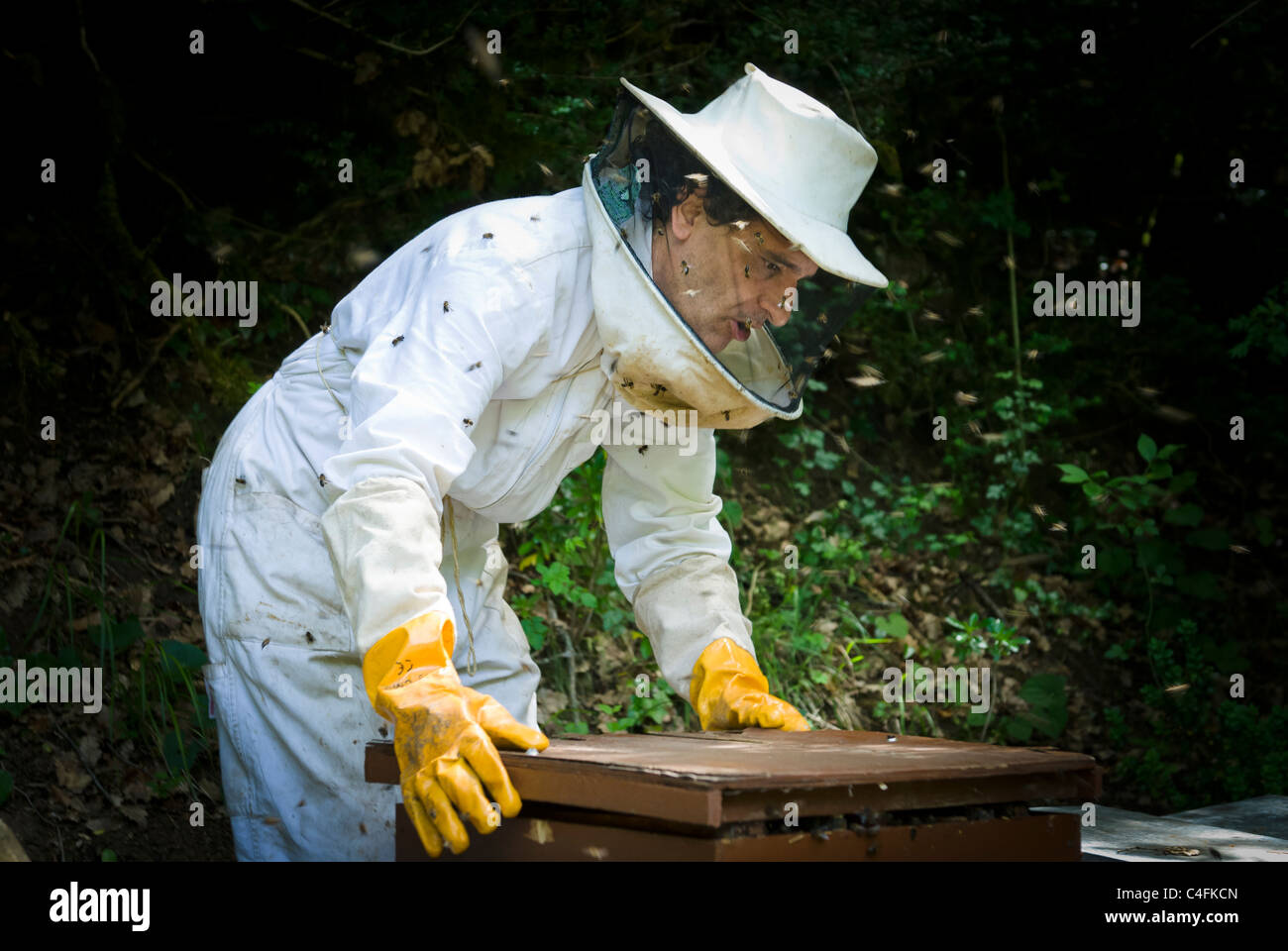 Beekeeping in a small exploitation of some twenty beehives, Anso, Huesca, Spain, Europe. Stock Photo