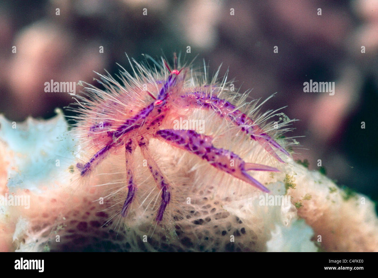 Pink hairy squat lobster hi-res stock photography and images - Alamy