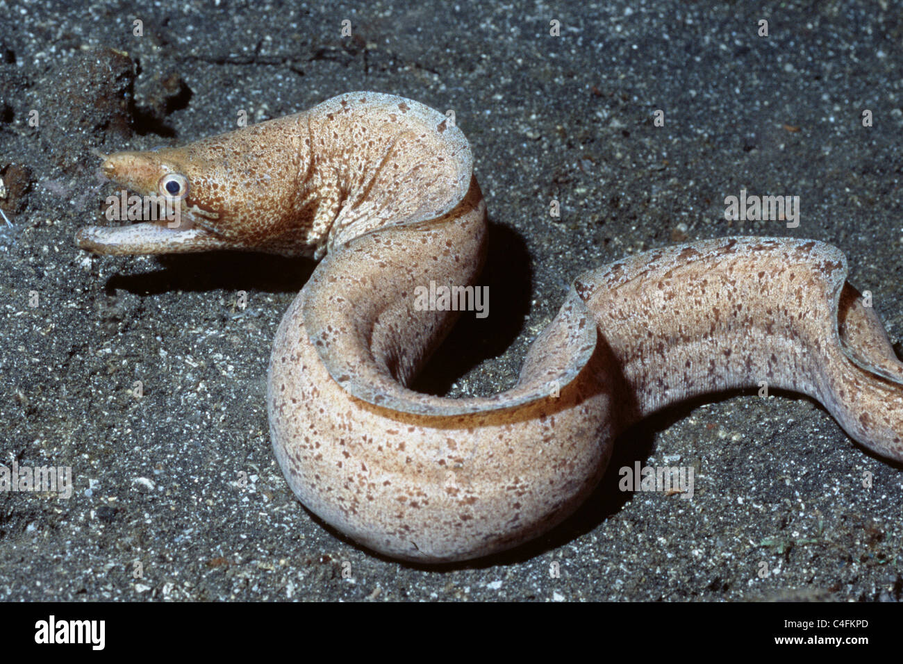 Barred fin moray eel hires stock photography and images Alamy