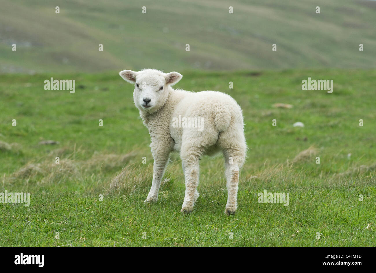 New lamb, Fair Isle, Scotland, UK. MAY Stock Photo