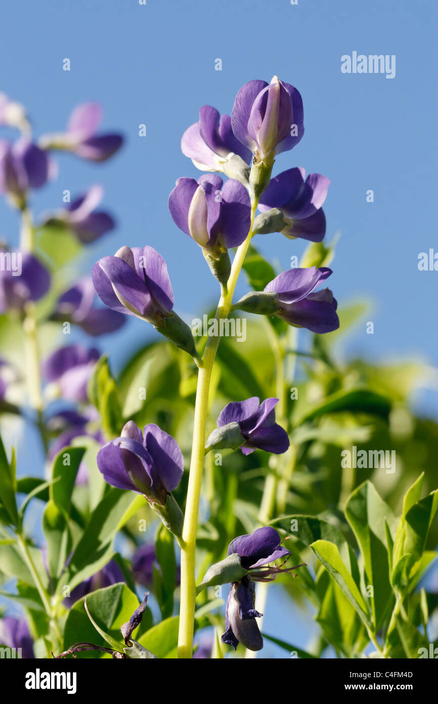 Selective focus image of blooming indigo (Baptisia tinctoria). Stock Photo