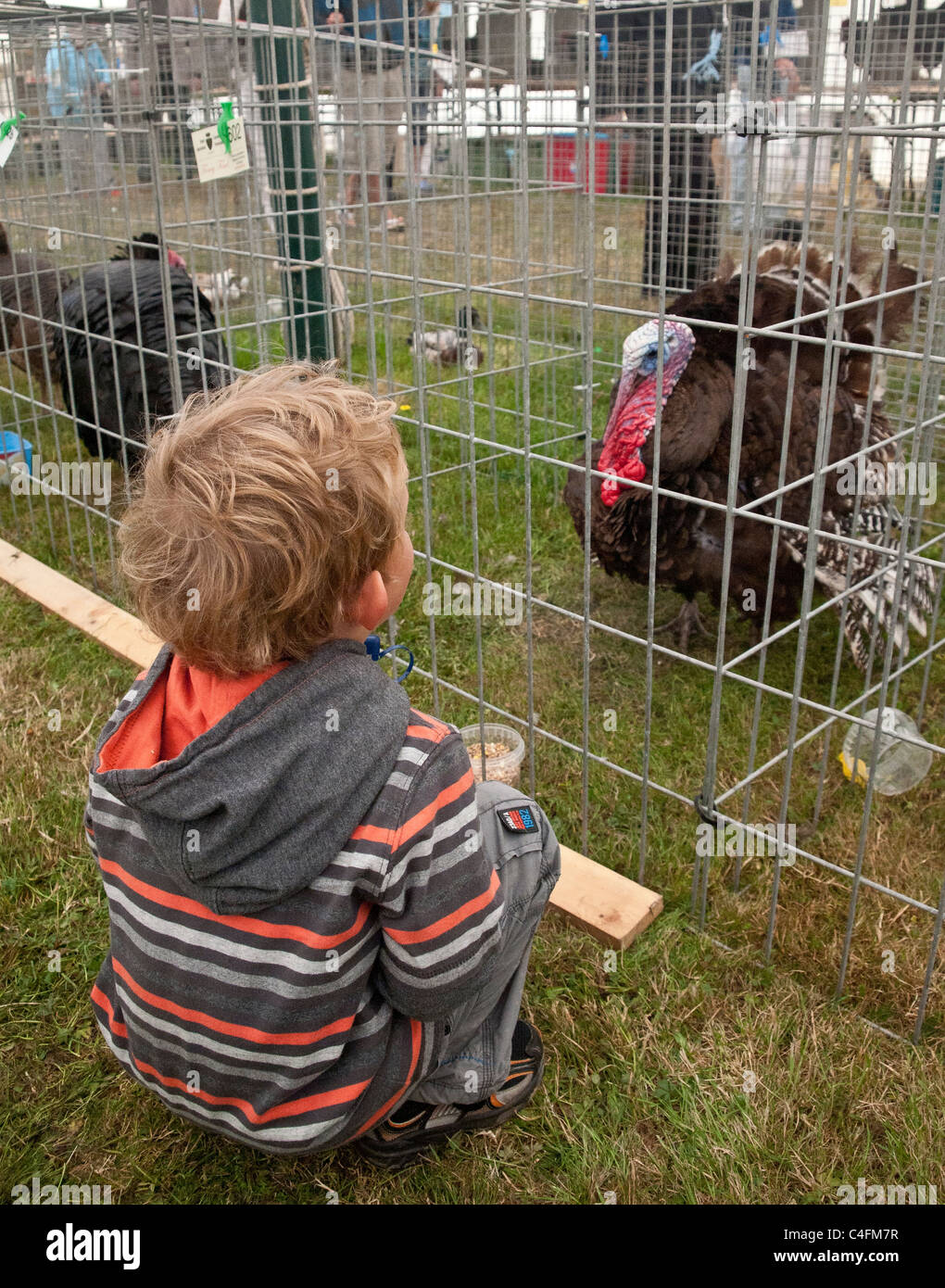 A young boy crouching on the ground looking at a large male turkey in a ...