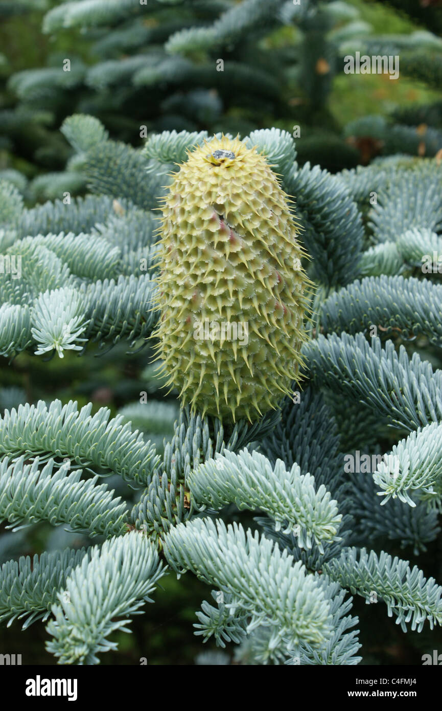 Abies magnifica Stock Photo